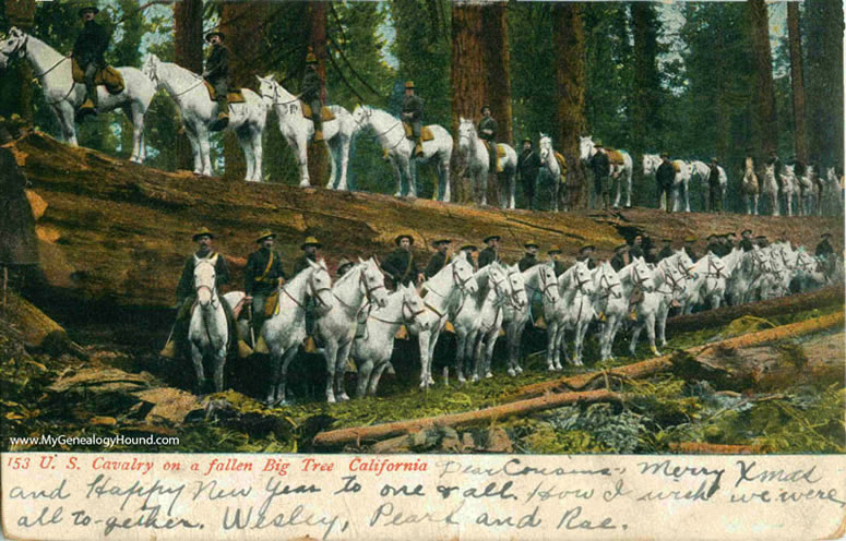 U. S. Cavalry on a fallen Big Tree, California, 1906, vintage postcard, historic photo