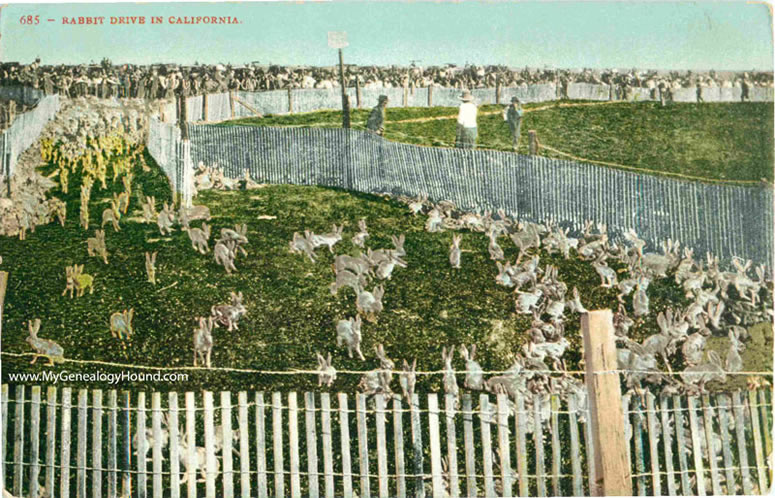 Rabbit Drive in California vintage postcard, historic photo